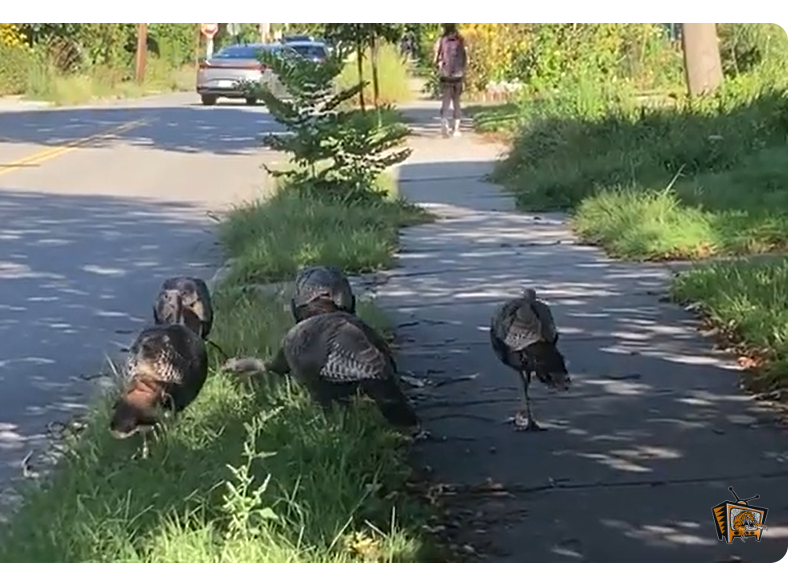 Turkeys in Newton